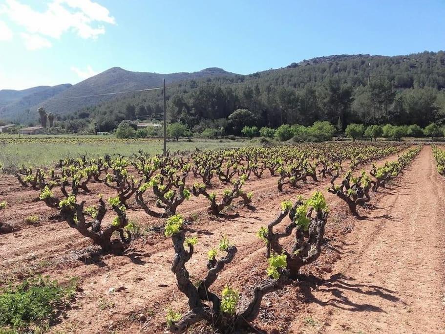 One Bed Apartment Overlooking Jalon Valley, Costa Blanca Alcalali Bagian luar foto